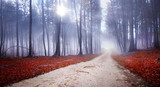 Ein mystischer Spaziergang im Wald