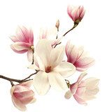 Erhabene Magnolie – Weiß und Klasse