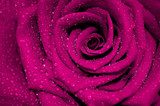 Nachaufnahme – Rose in Fuchsia Farbe
