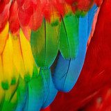 Bunte regenbogenartige Papagei 