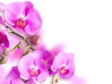 Zartheit der Orchidee