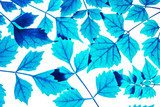 In den blauen Einfällen der Blätter